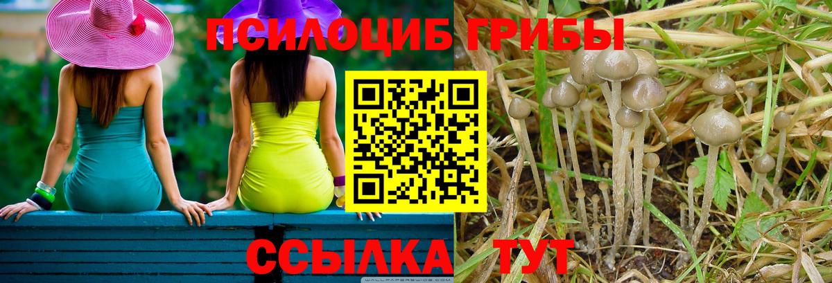 Галлюциногенные грибы Psilocybe Гурьевск